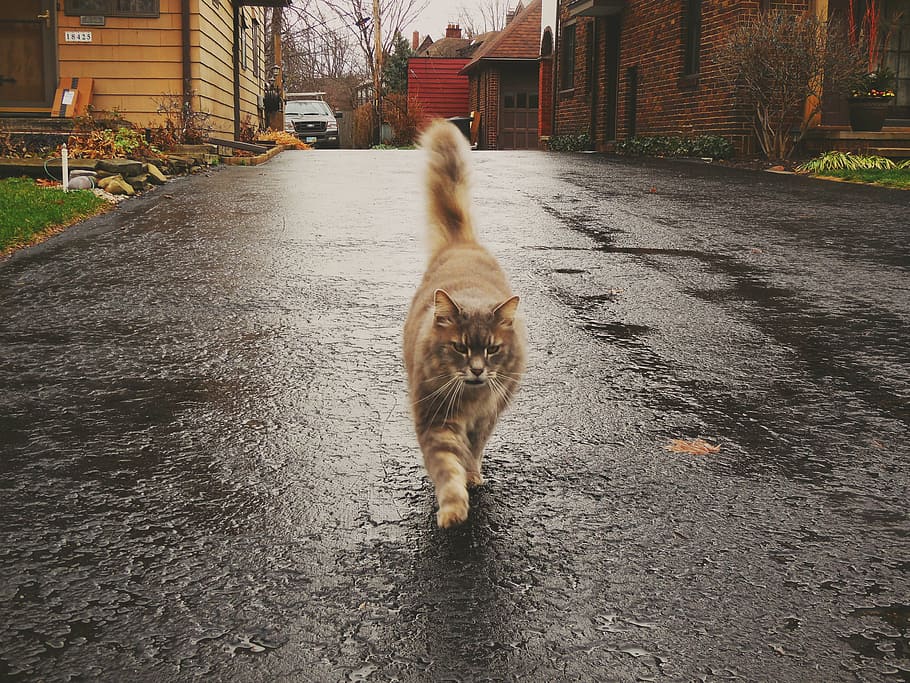 estranhos, gato, gato andando na rua, mamífero, animais de estimação, animais domésticos, doméstico, animal, temas de animais, gato doméstico