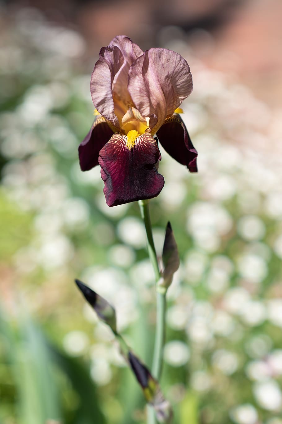 iris, iris barbudo, flor, floración, planta, naturaleza, jardín, primavera, flora, púrpura