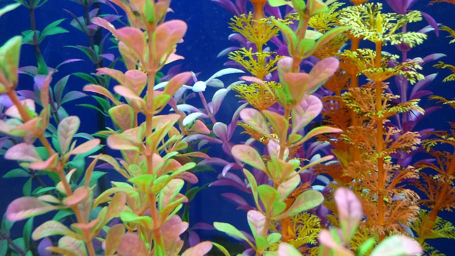aquatic plants, colorful, leaves, aquarium, water, plant, growth, beauty in nature, nature, underwater