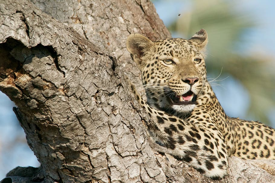 bersandar, batang pohon, siang hari, Cheetah, macan tutul, margasatwa, Kucing yang tidak disuntik, alam, hewan, Kucing besar