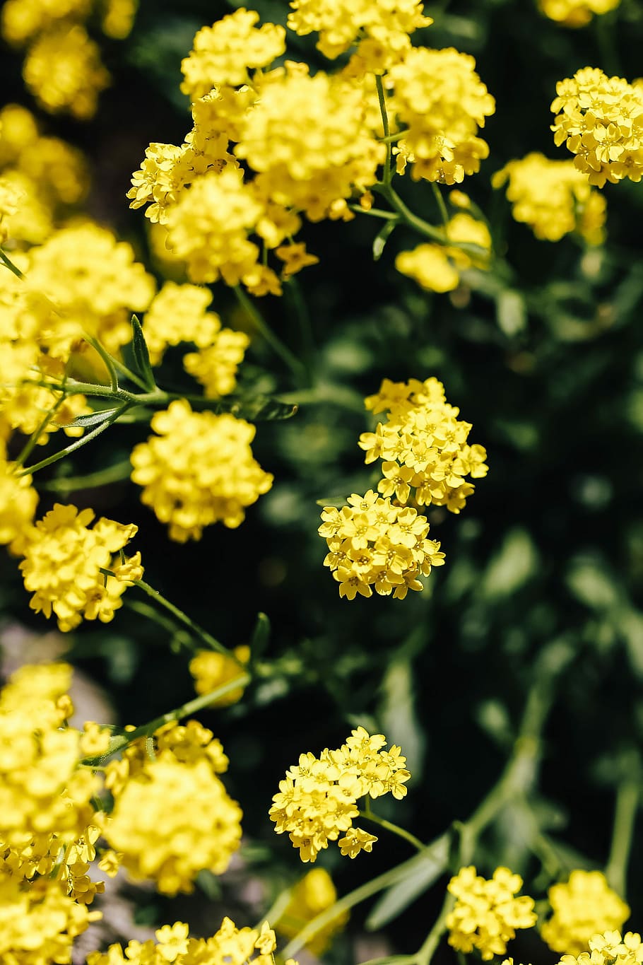 pequeñas flores amarillas, pequeño, amarillo, flores, verano, flora, naturaleza, floración, planta, primavera