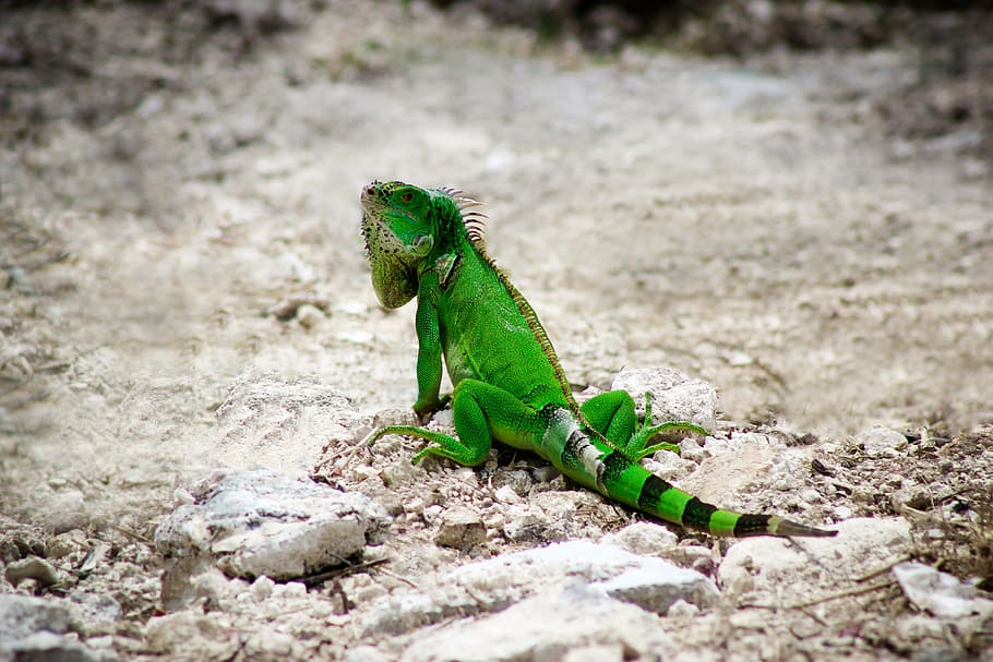 Iguana, Nature, Wildlife, Animal, Wild, reptile, lizard, fauna, green, tropical