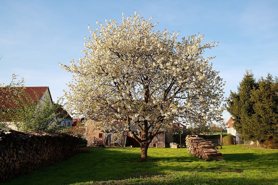 Apple Tree, Meadow, Apple Blossom, tree, spring, nature, rural Scene, outdoors, architecture And Buildings, building Exterior
