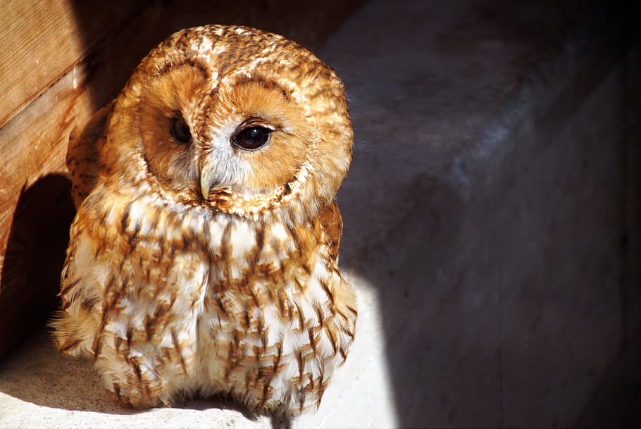 tawny owl, owl, predator, night, bird, eyes, cute, captivity, zoo, animal themes