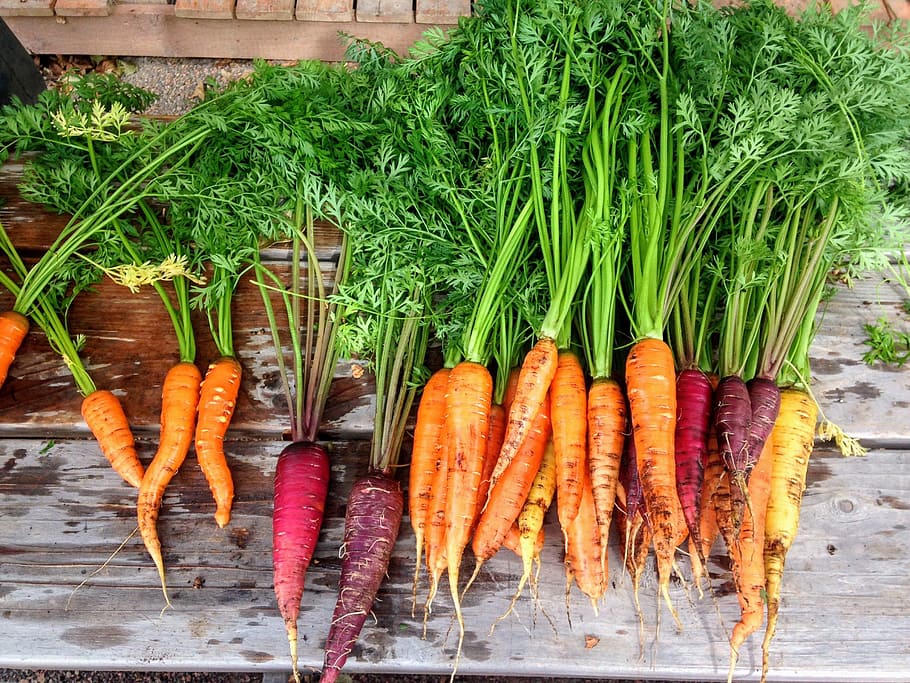 red, purple, carrot lot, carrot, carrots, produce, food, vegetable, fresh, healthy