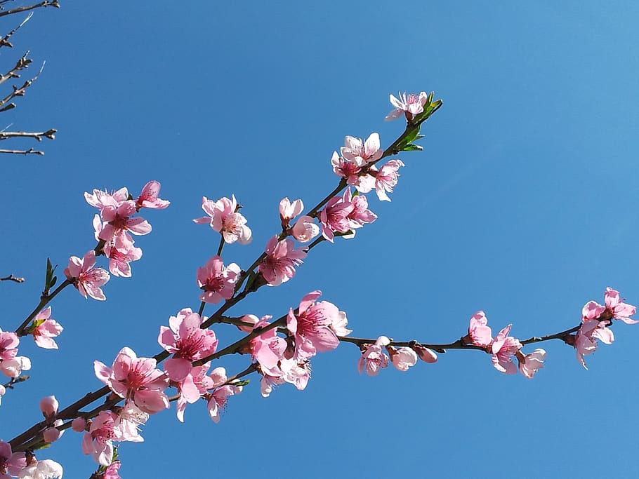 flores de cerezo, flor, cielo, primavera, flor de cerezo, cereza japonesa,  rosa, azul, planta floreciente, planta | Pxfuel