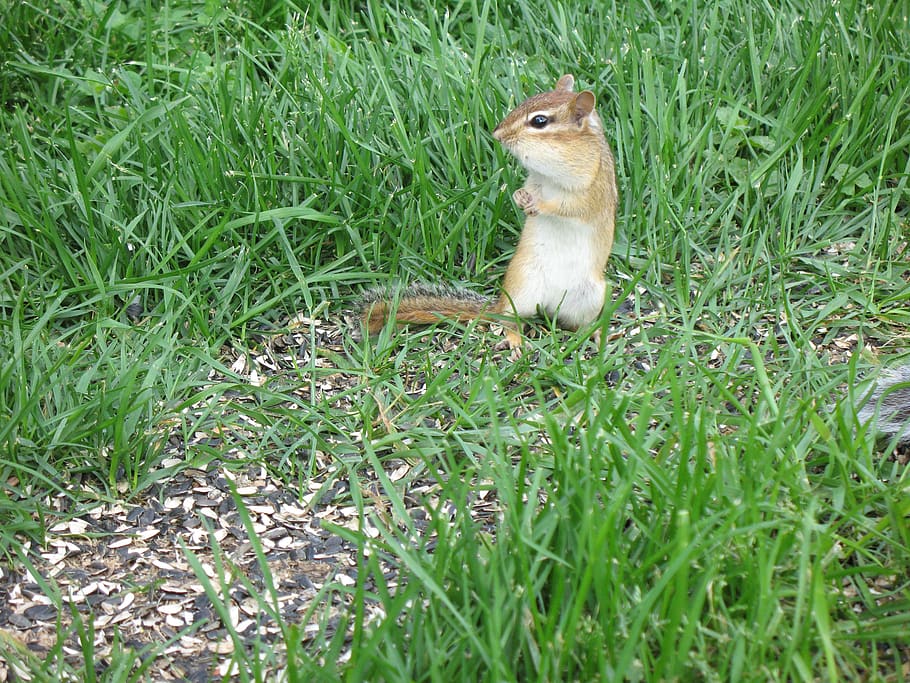 chipmunk, squirrel, small, cute, wildlife, rodent, mammal, brown, tail, adorable