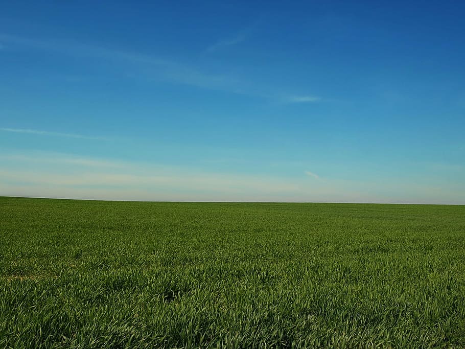 green vast grassland, green, vast, grassland, field, sky, heaven, blue, meadow, spring