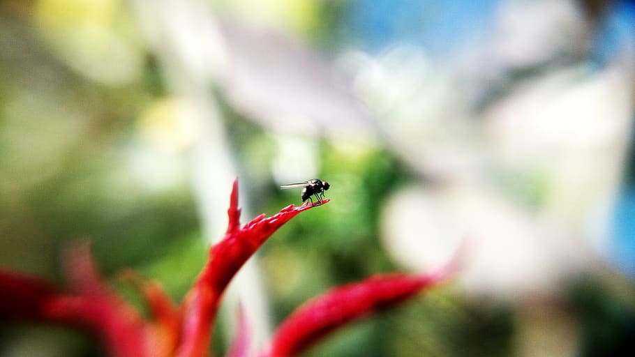 fly, insect, animal, red, petal, flower, nature, plant, garden, blur