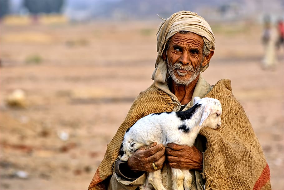 man, holds, white, kid goat, daytime, egypt, bedouin, desert, sheep, hot