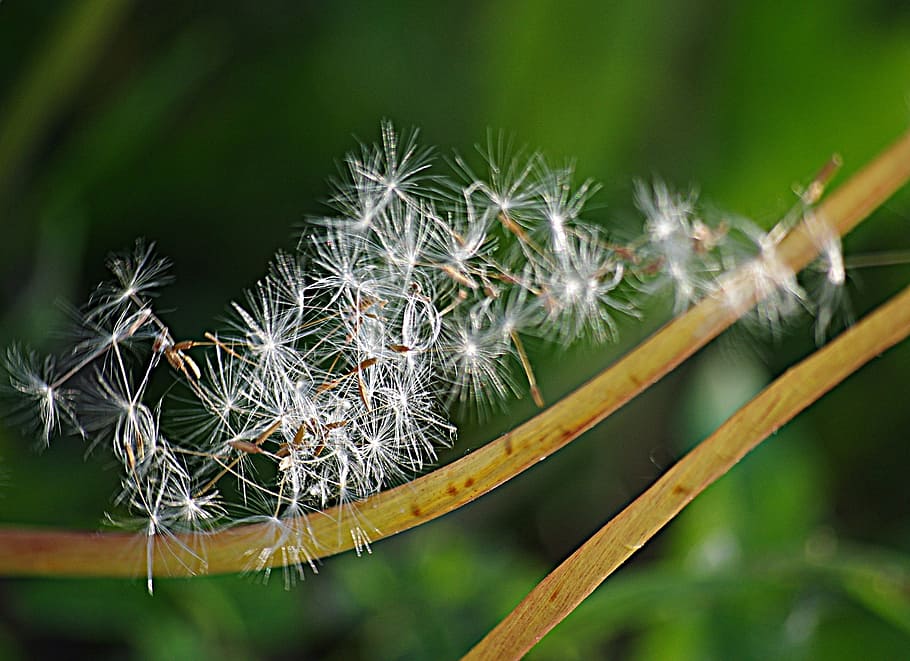 dandelion, seeds, stalks, the parachutes, flowers, plant, pooh, air, fluffy dandelion, beauty in nature