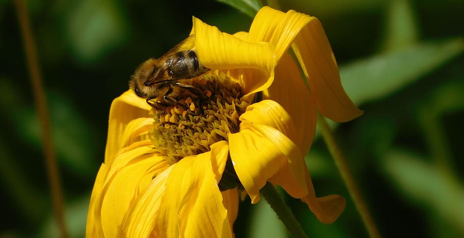 abeja, abeja en flor, trabajando duro, trabajar diligentemente, polinización, flor, florecer, insecto, cerrar, naturaleza