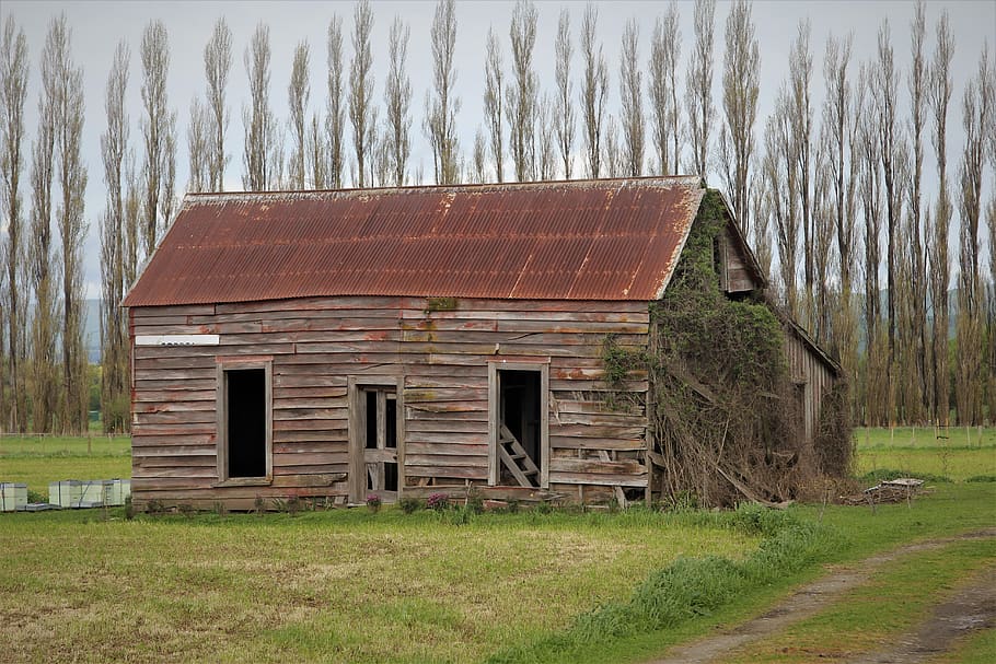 shed, old, wooden, rusty, roof, run, wairarapa, new zealand, nz, rural