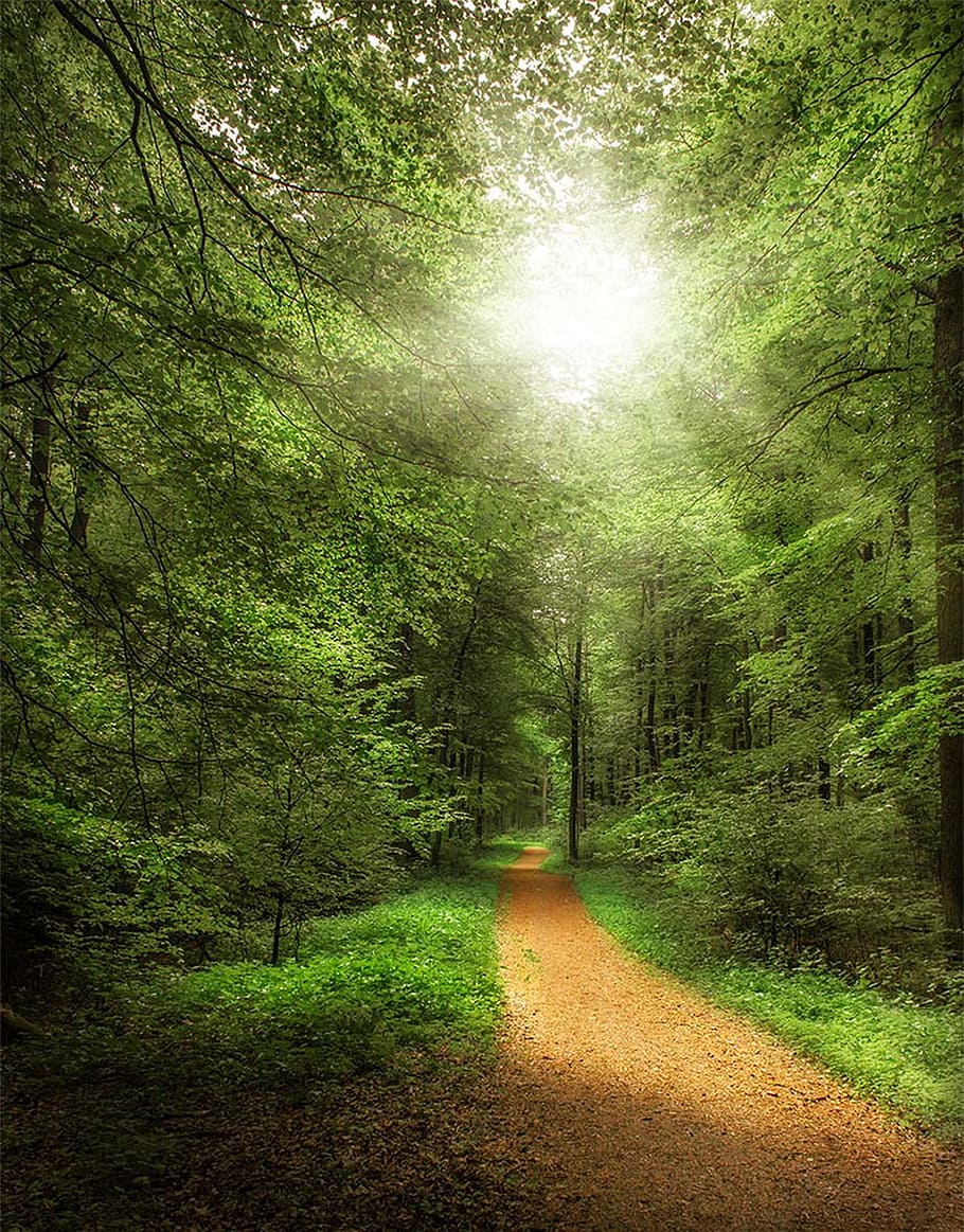 Forest, Path, Away, Nature, Trees, forest path, sunny, summer, landscape, back light