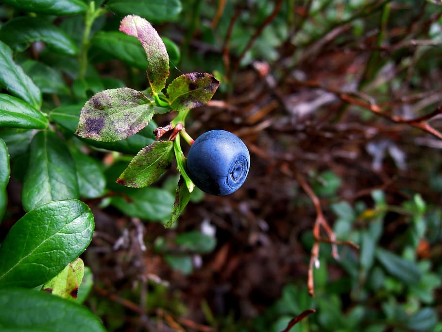 blueberry, berry, wild berry, forest, twig, blueberry twig, finnish, leaf, plant part, growth