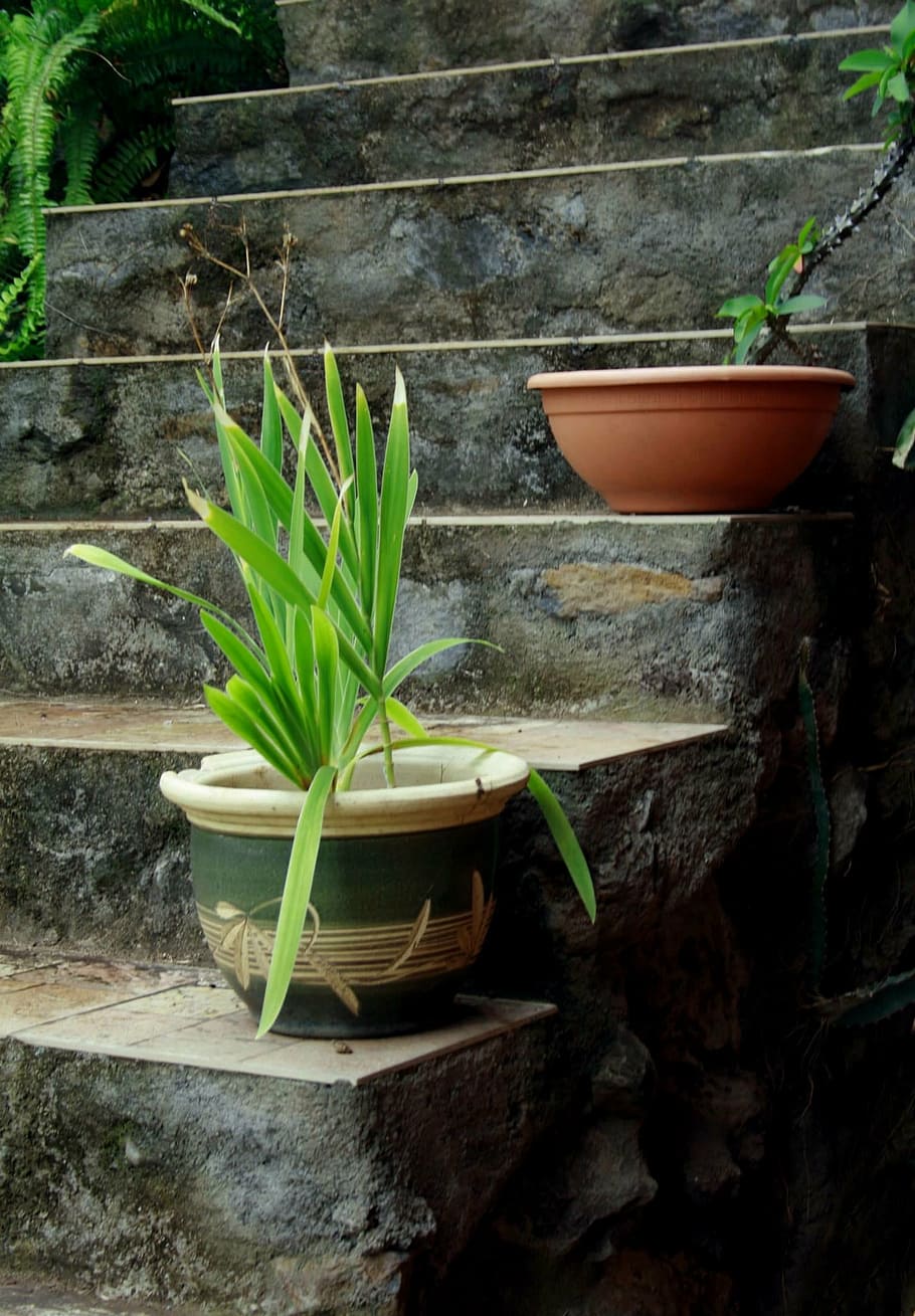 green, leaf plant, pot, leaf, plant, stair, concrete, steps, plants, pots