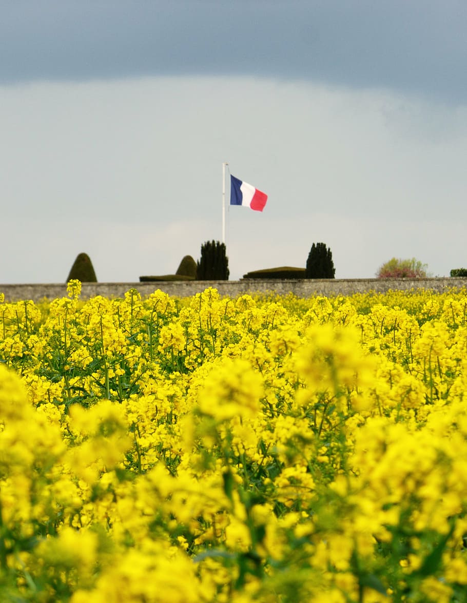 french flag, flowers, yellow, commemoration, tribute, france, flag, land, plant, field