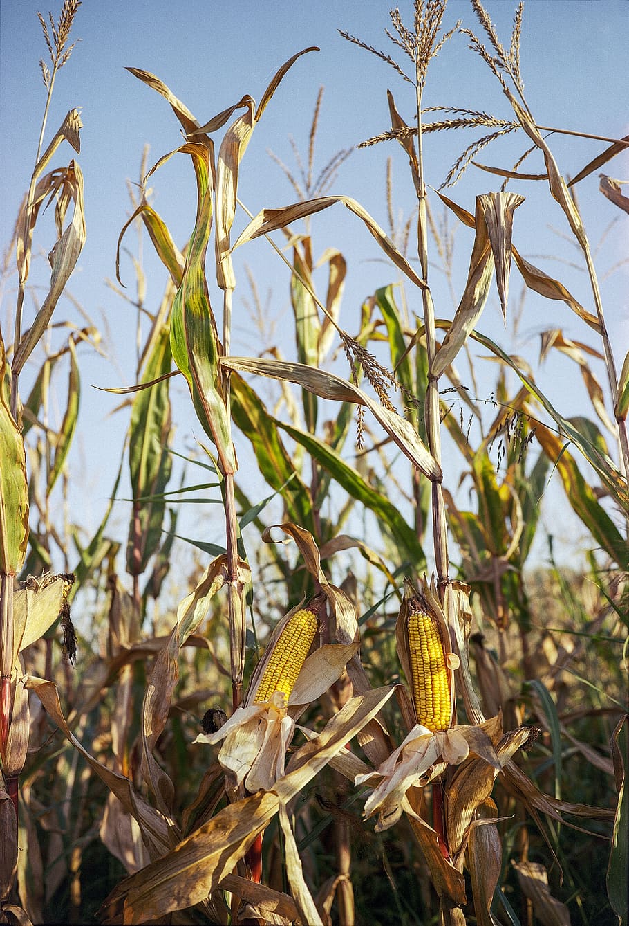 maíz, campo de maíz durante el día, crecimiento, planta, campo, belleza en la naturaleza, tierra, naturaleza, agricultura, primer plano