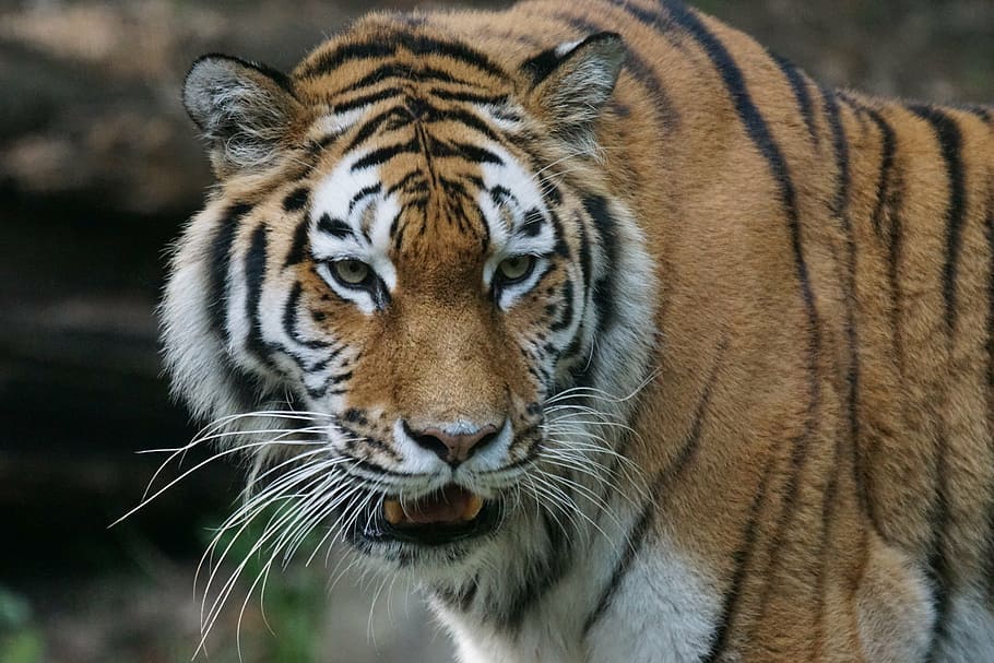 close-up photo, bengal tiger, tiger, amurtiger, predator, cat, carnivores, siberian, dangerous, watch