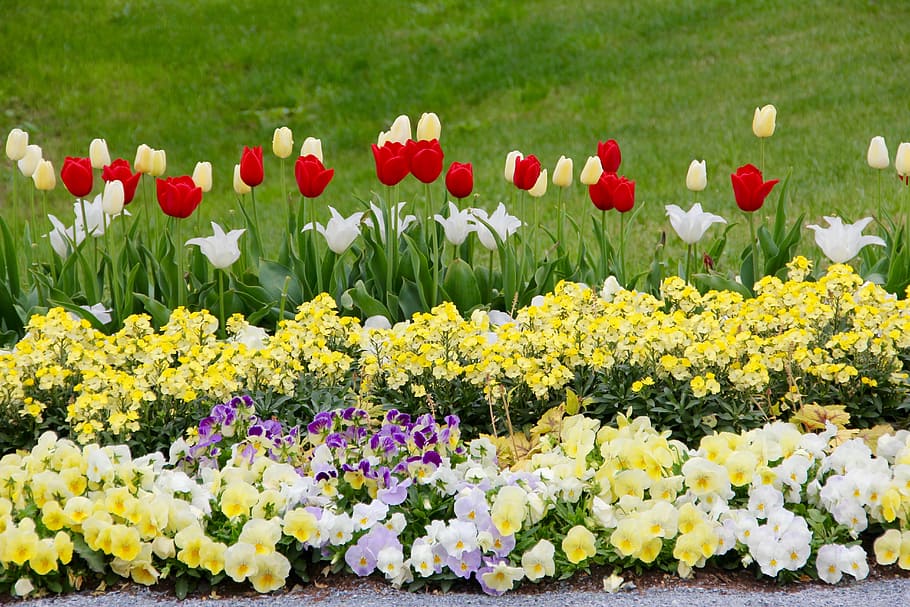 Tulips, Tulipa, tulpenzwiebel, breeding tulip, red, white, yellow, schnittblume, pansy, meadow