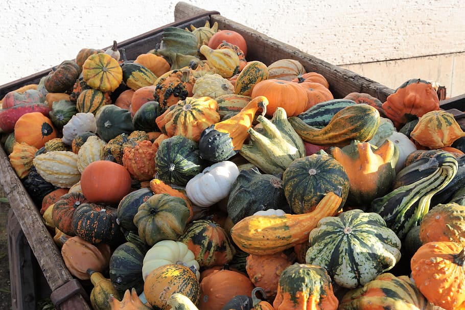 pumpkin, gourd, decoration, autumn, halloween, pumpkins autumn, orange, october, deco, thanksgiving