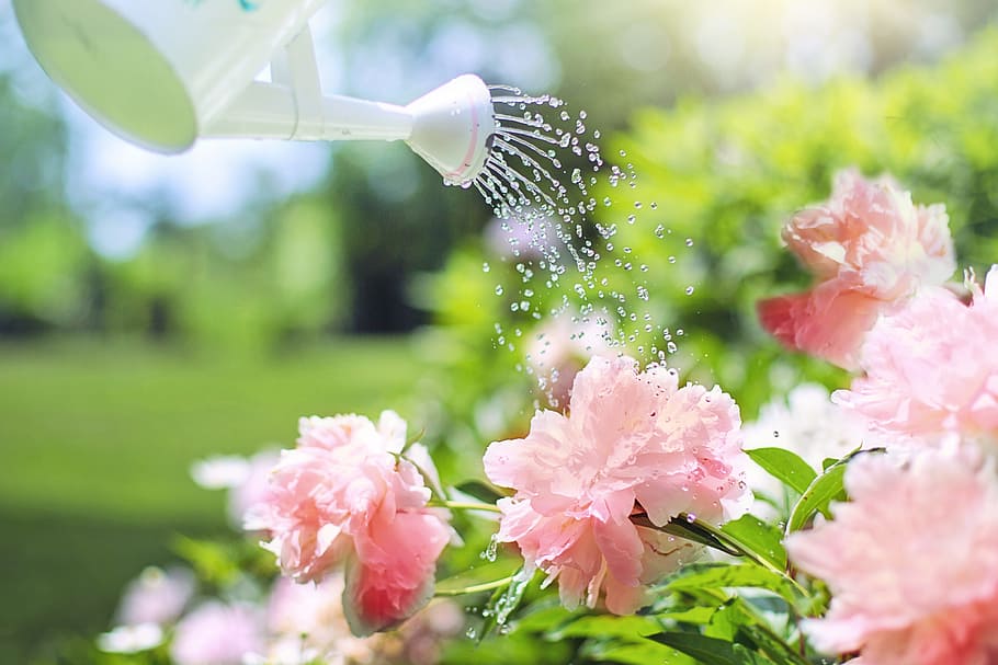 putih, berair, pink, bunga, disiram, peony, kaleng penyiraman, alam, tanaman, taman