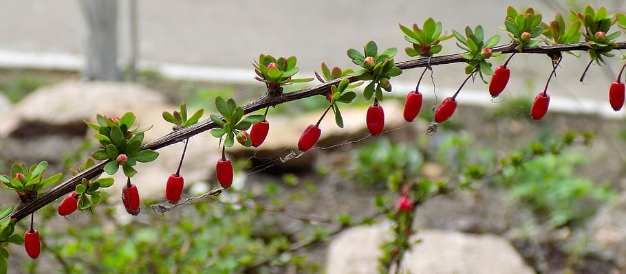 barberry, berry, nature, sheet, plant, food, spring, berries last year, bloom, food and drink