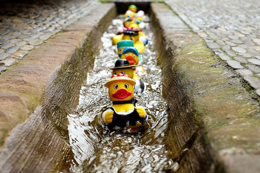 ducks, path canal, rubber duck, bath duck, toys, costume, fun bathing, water, day, in a row