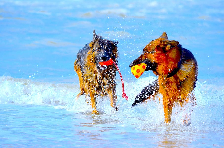 fotografi, dua, anjing, memegang, mainan, tubuh, air, gembala jerman, bermain, pantai