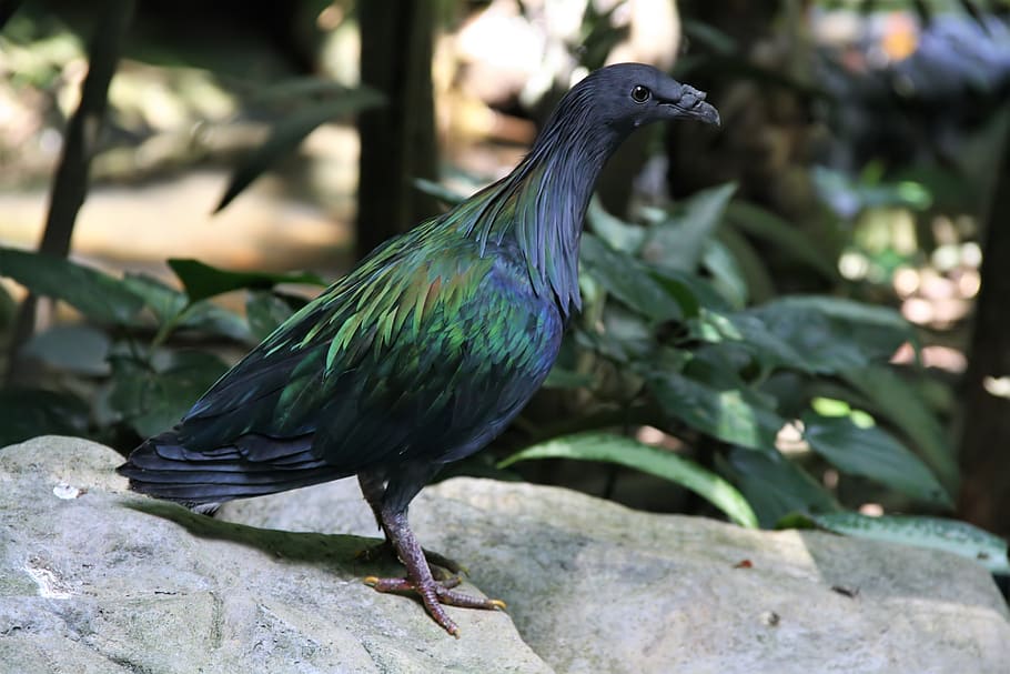 nicobar pigeon, colorful, animal, pigeon, glossy, perched, rock, animal themes, bird, vertebrate