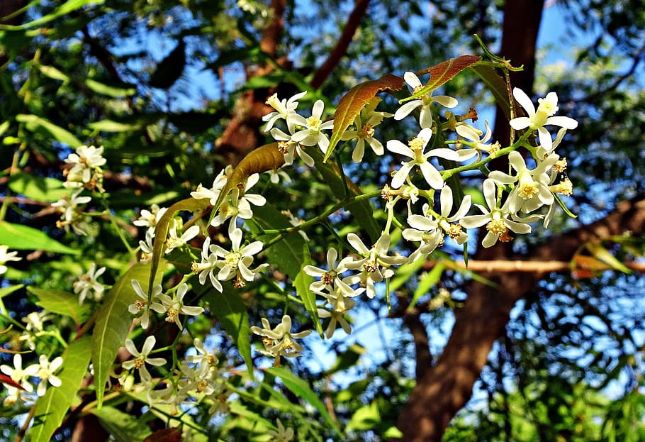 Flower, Neem, Azadirachta Indica, nimtree, indian lilac, meliaceae, medicinal, flora, medicine, ayurveda