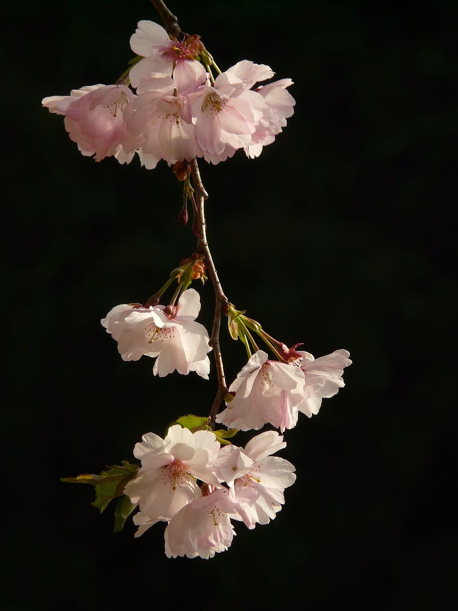 foto macro, caída, blanco, flor de pétalos, macro, foto, flor, flor de cerezo, floración, árbol