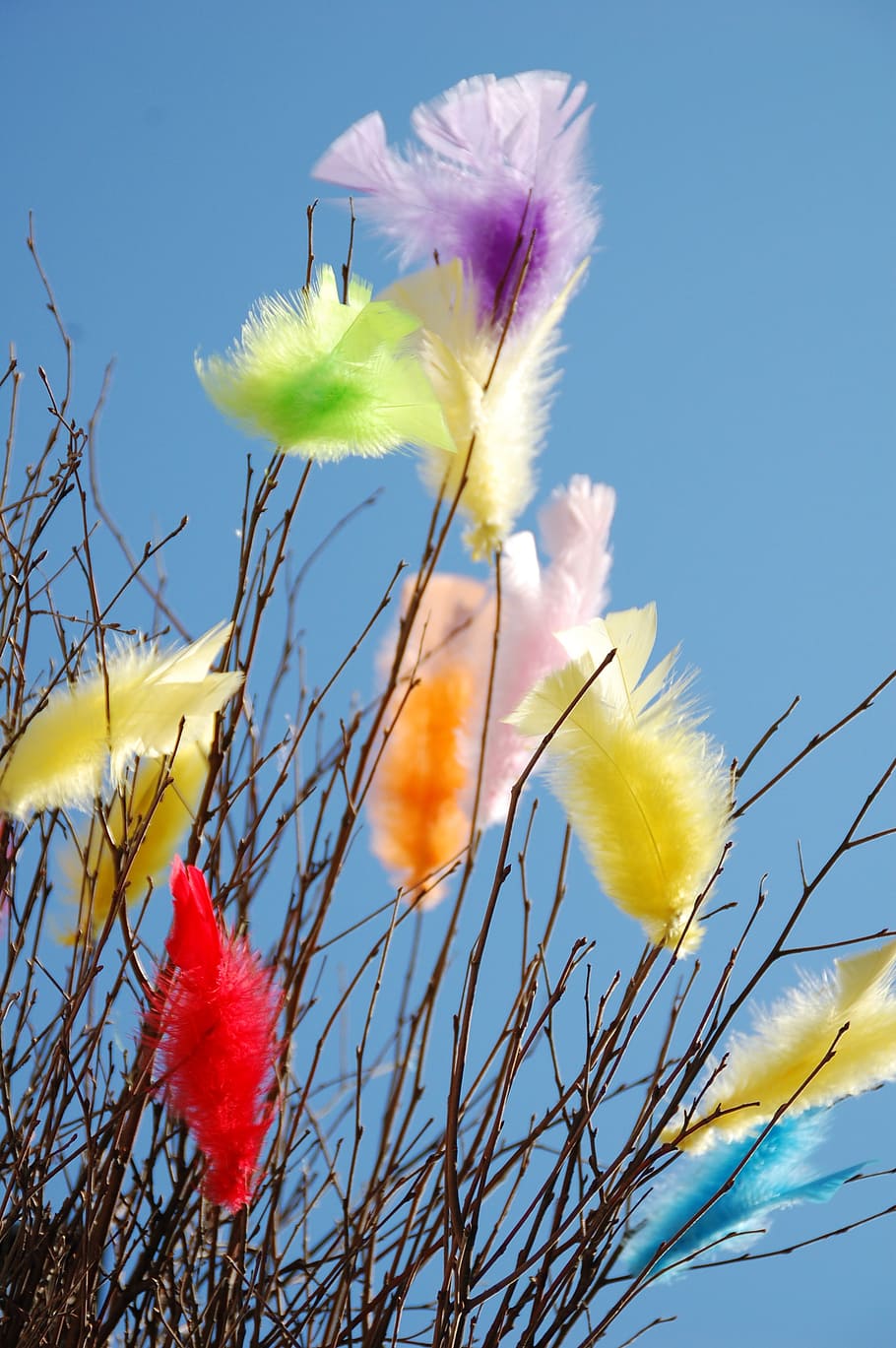 feathers, easter, coloured, decoration, decorative, easter feathers, fluffy, twigs, stuck, plant