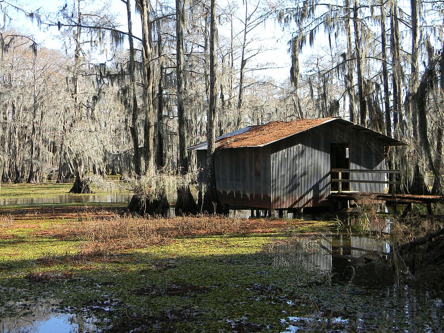shed on swamp, bayou, swamp, boathouse, shack, rural, wetlands, water, trees, nature
