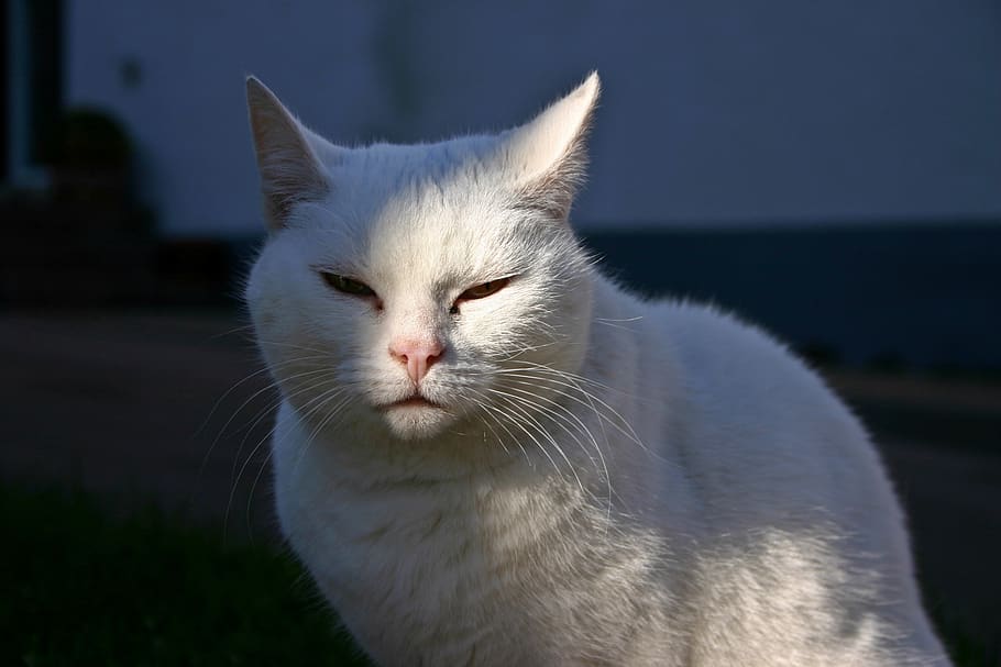 cat, animal, pet, mammal, quadruped, white, tired, oversleeping, relaxed, mieze