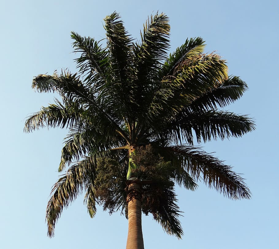 royal palm, palm, roystonea regia, arecaceae, tree, kittur, belgaum, india, palm tree, sky