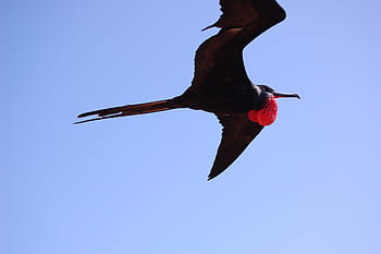 red breasted frigate bird