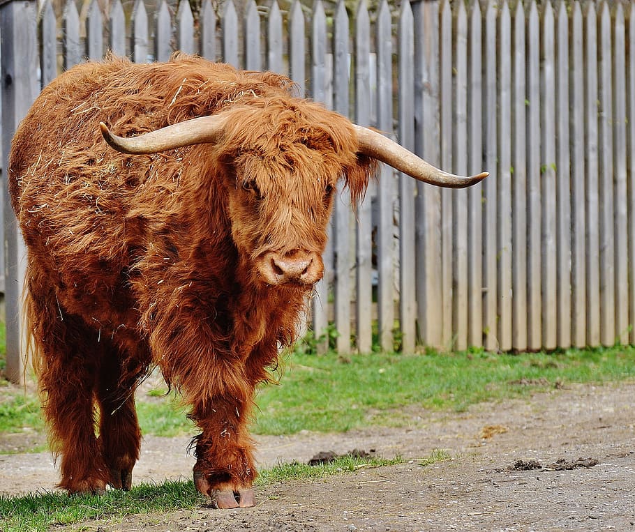 brown, bison, daytime, bull, beef, horns, farm, animal, wildlife photography, animal world