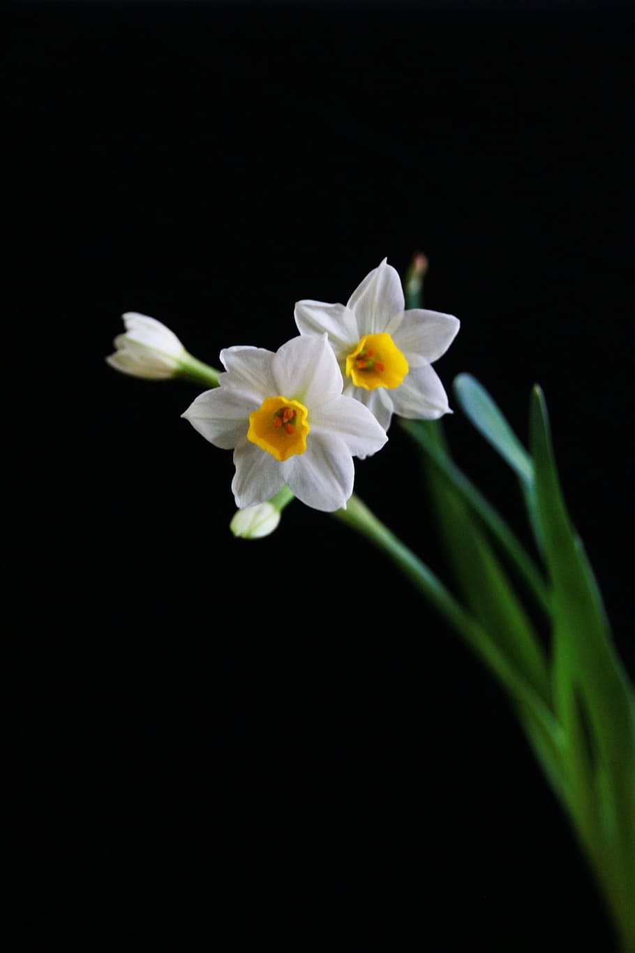 水仙, 白, 中国の旧正月, 開花植物, 花, 脆弱性, 鮮度, 花びら, 自然の美しさ, 植物