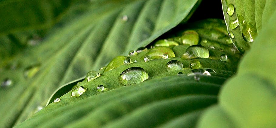rain, wet, leaves, nature, environment, weather, climate, jungle, green, plants