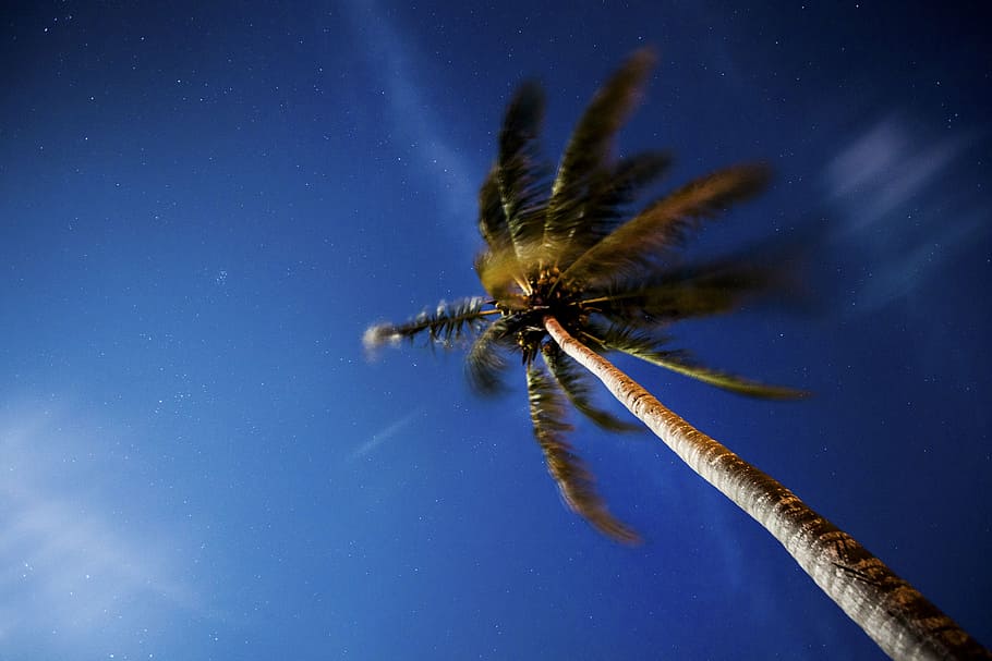 low, angle photography, coconut tree, trees, coconut, nature, clouds, sky, sea, beach