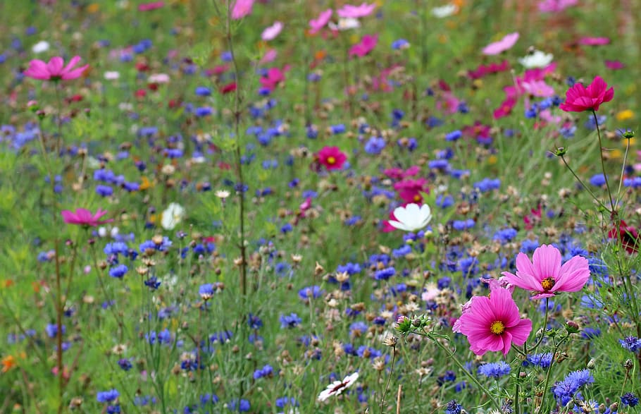 wildflower meadow, flowers, england, summer, wildflowers, meadow, bloom, garden, colorful, petals