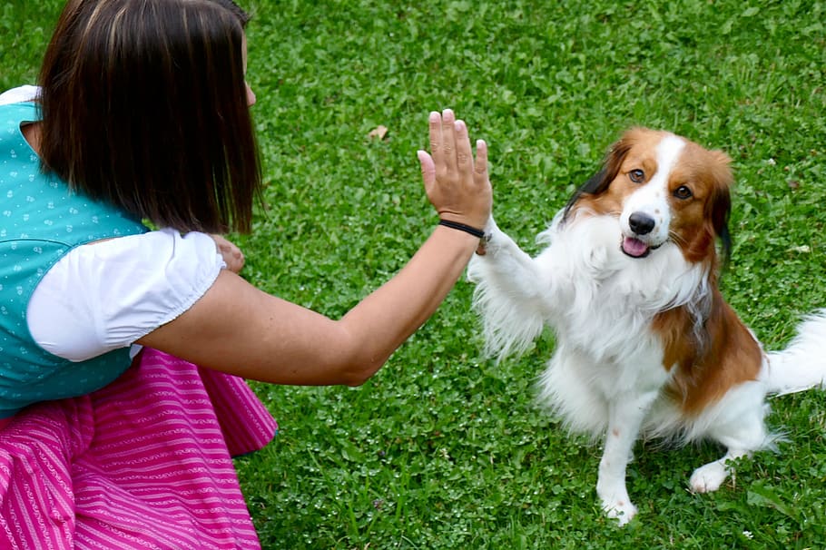 apretón de manos, bienvenida, gesto, perro, humano, estrechándole la mano, amistad, conexión, comunidad, animal