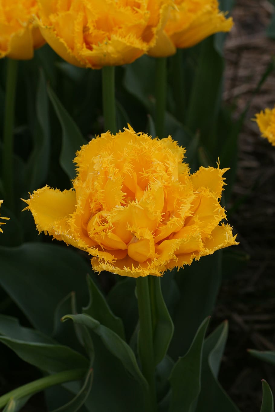 tulipa, primavera, amarelo, números, tulipas, flores, jardim, colorido, flora, flor