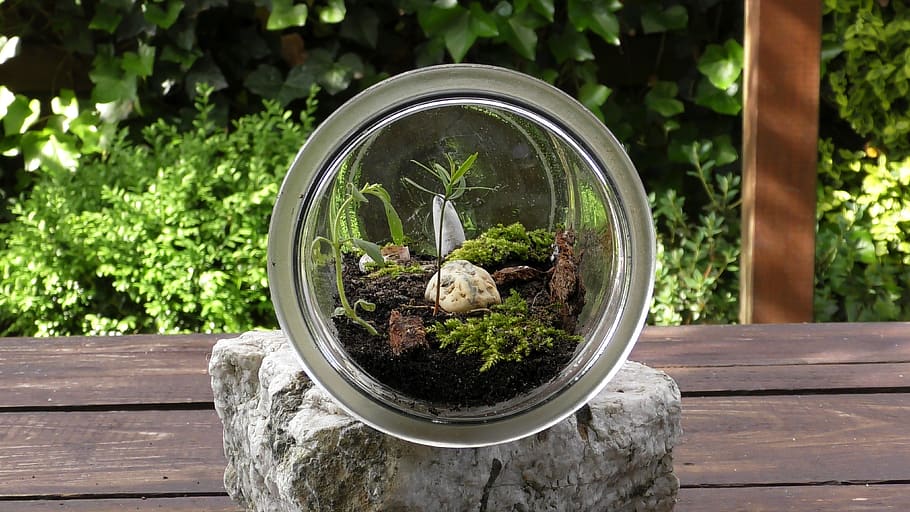 terrarium, biosphere, habitat, plant, growth, focus on foreground, day, nature, wood - material, potted plant