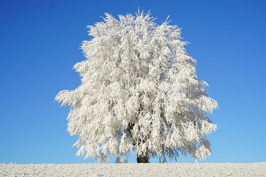 lone, white, leaf tree, tree, hoarfrost, branch, iced, crystal formation, snowy, eiskristalle