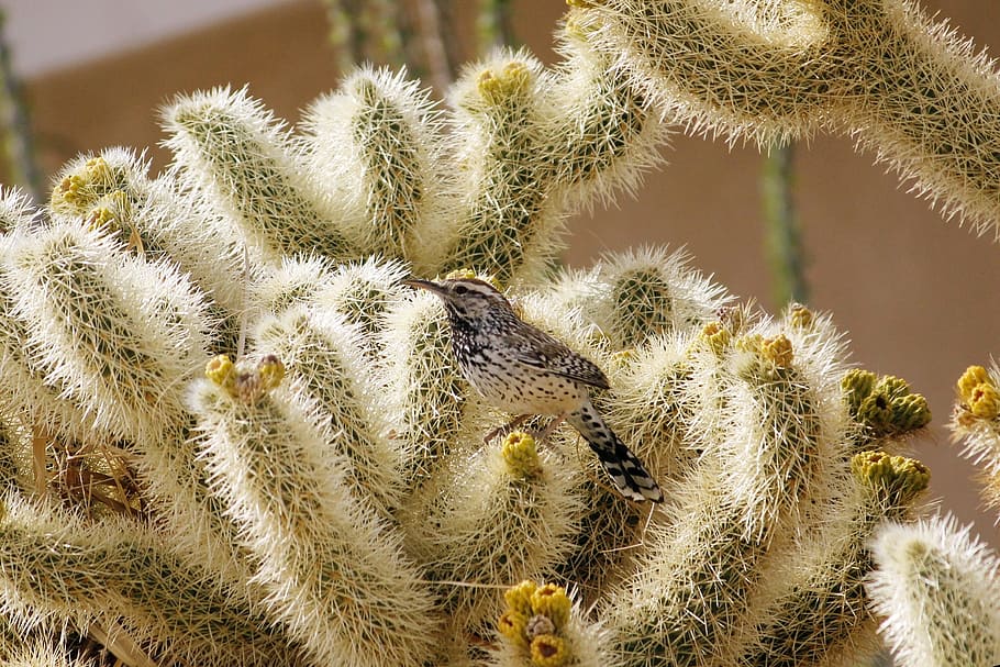 cactus wren, pájaro, fauna, naturaleza, pequeño, desierto, retrato, campylorhynchus brunneicapillus, cactus, planta suculenta