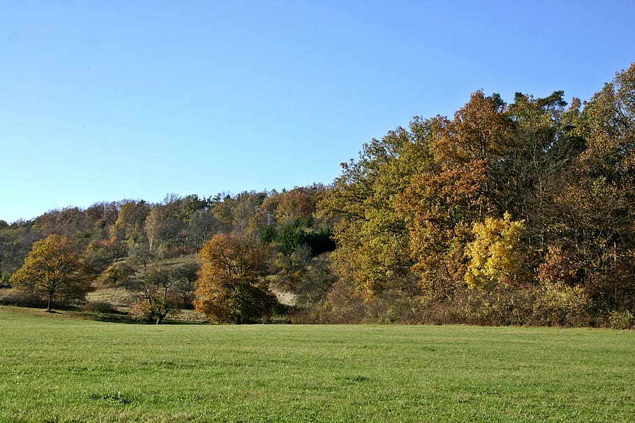 paisaje de otoño, paisaje, estado de ánimo de otoño, otoño, bosque, borde del bosque, noviembre, árboles, bosque de otoño, prado
