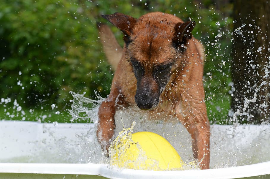 tan, belgian malinois, tub, ball, dog pool, dog swimming pool, malinois, crazy egg, dog plays, dog paddle