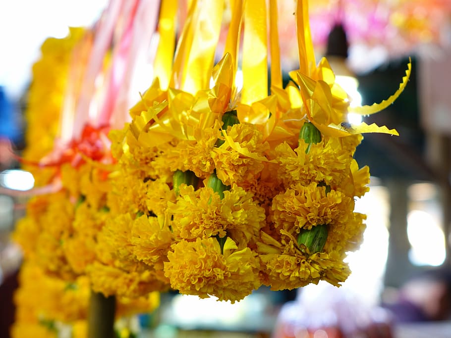 bunga sampaguita, thailand, doa, melati, aroma, tanaman berbunga, bunga, kuning, fokus pada latar depan, tanaman